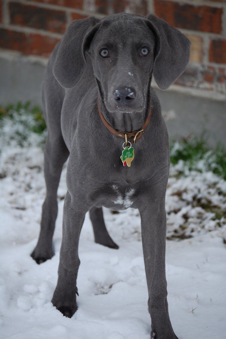 Веймаранер черный