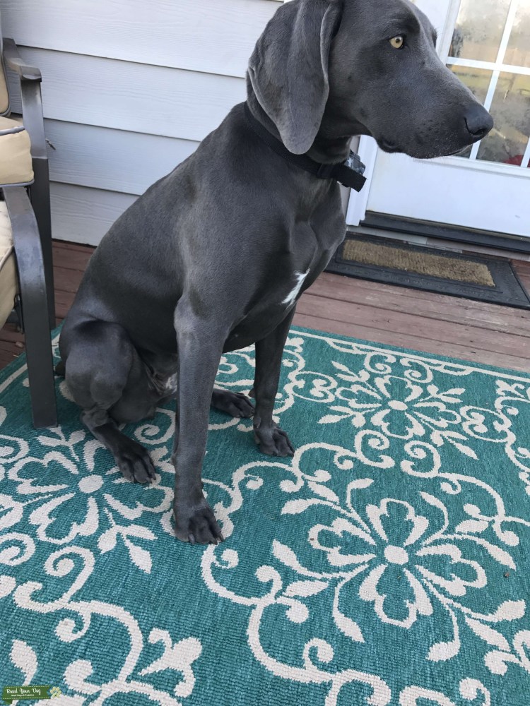 Синий Веймаранер темный