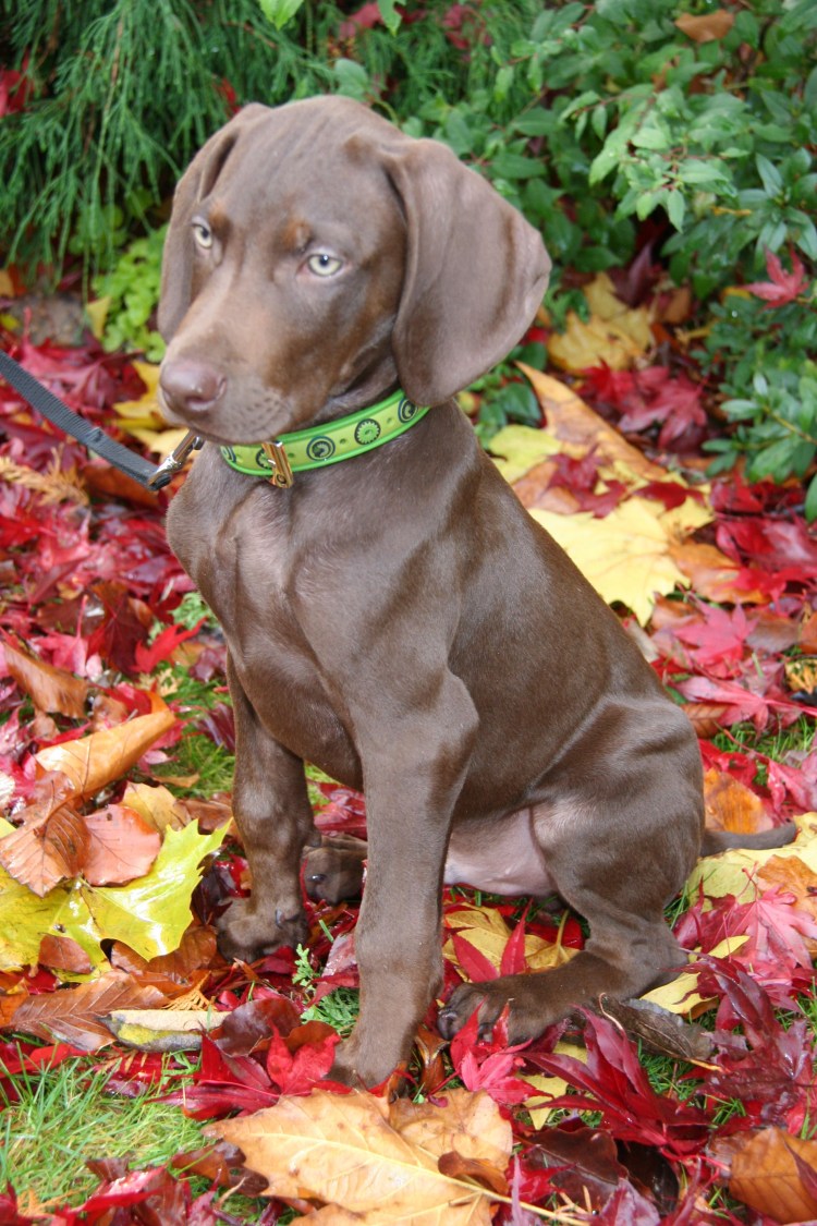 Выжла и Веймаранер