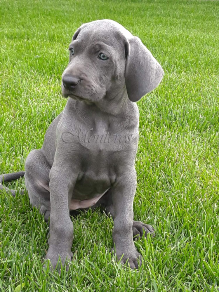 Веймаранер метис