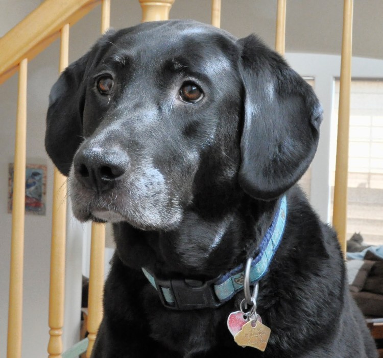 Веймаранер черный