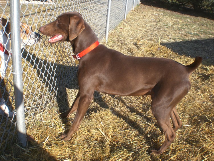 Метис веймаранера и добермана
