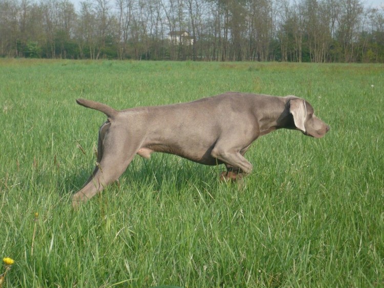 Курцхаар и Доберман