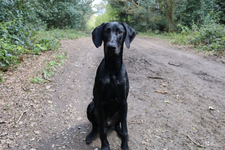 Веймаранер Доберман метис