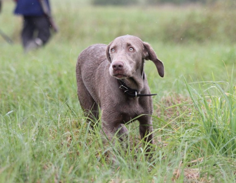 Веймаранер метис