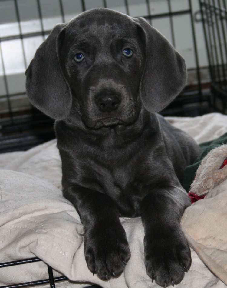 Веймаранер щенок черный