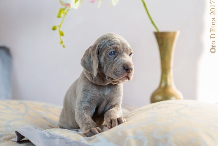 Новорождённый щенок Веймаранер