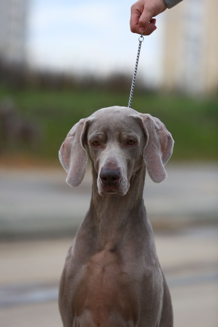 Веймаранер лабрадор