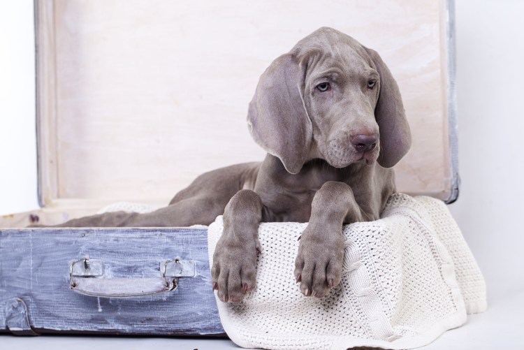 Веймарская гончая