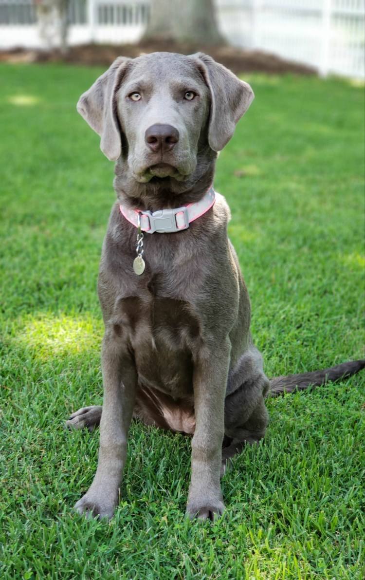 Веймаранер и лабрадор метис