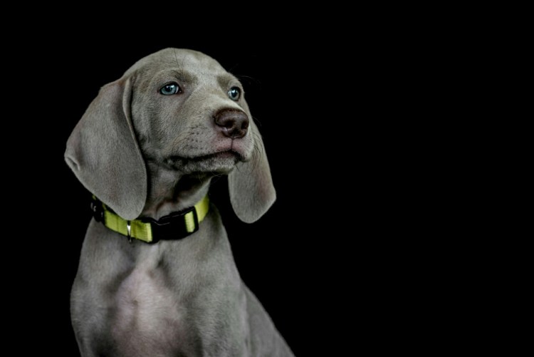 Фотограф веймаранера-человека