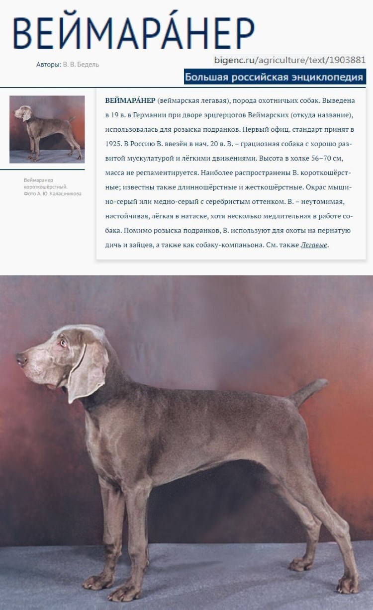 Собака Веймаранер короткошерстный