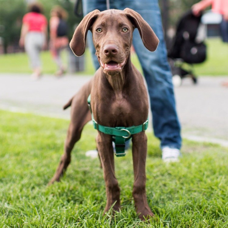 Веймаранер легавые собаки