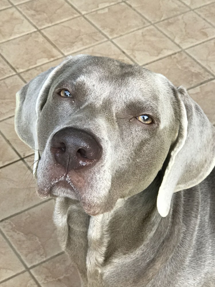 Веймаранер купированный