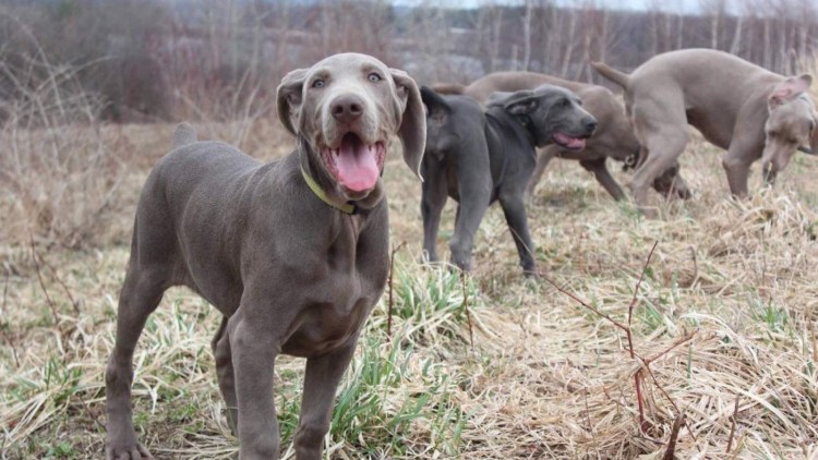 Порода собак Веймаранер
