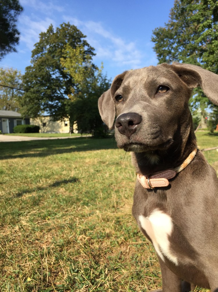 Питбуль Веймаранер