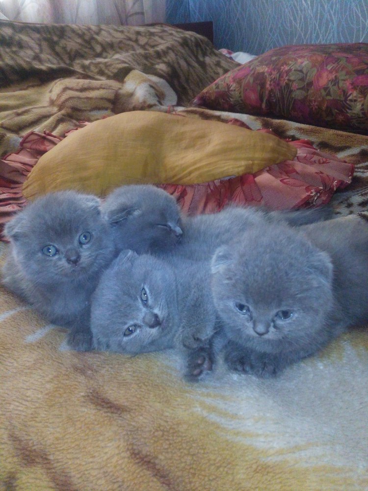 Скоттиш-фолд Шотландская вислоухая голубая