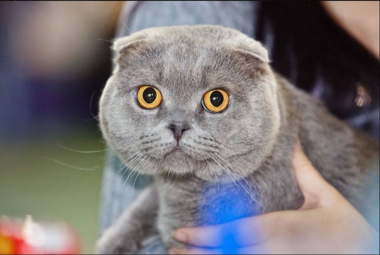 Русская голубая и Шотландская вислоухая