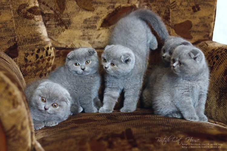 Шотландские вислоухие котята