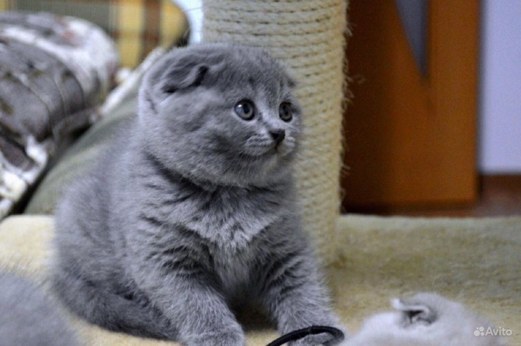 Шотландский вислоухий котенок серый