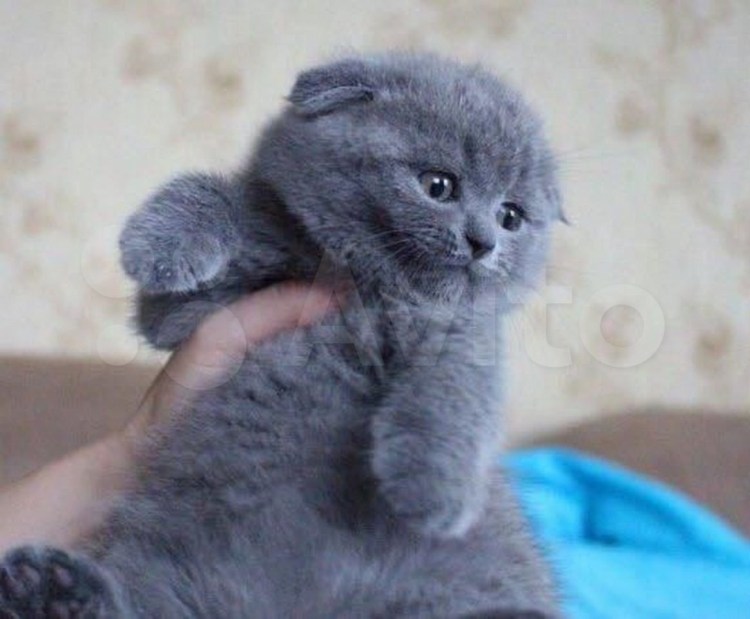 Голубые вислоухие котята скоттиш-фолд