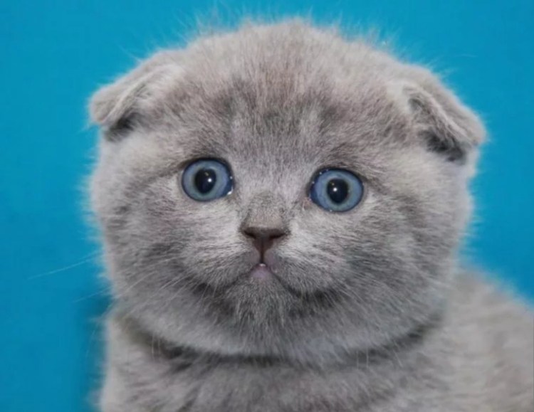 Вислоухий британец котенок серый