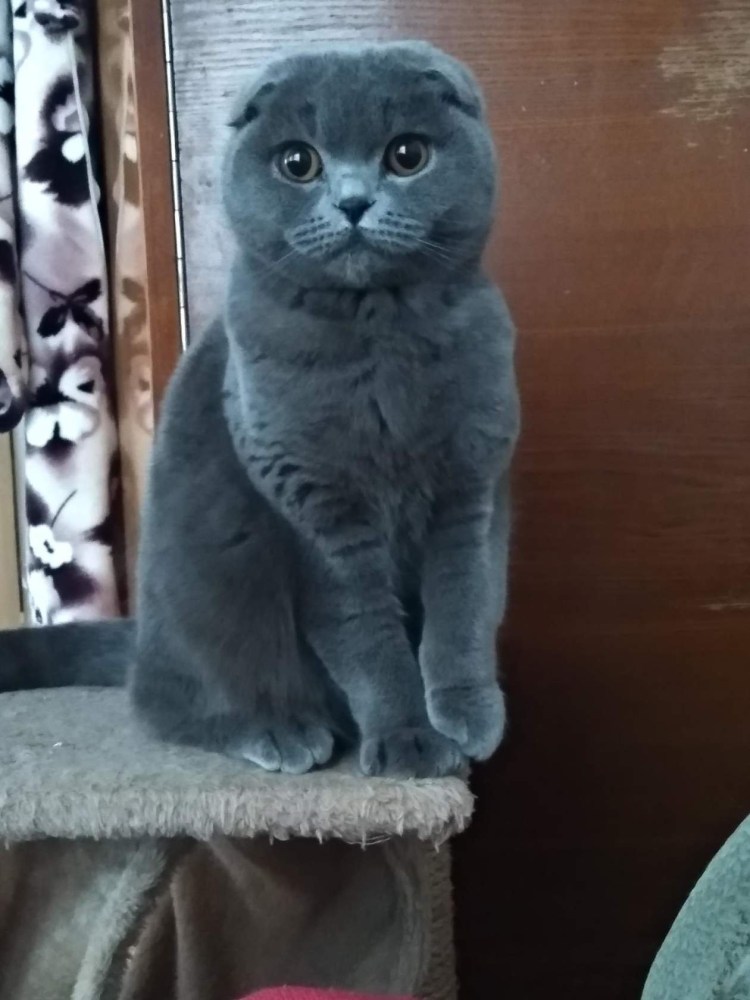 Шотландские вислоухие котята