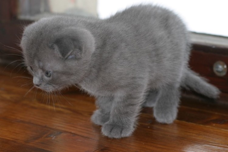 Шотландская вислоухая кошка