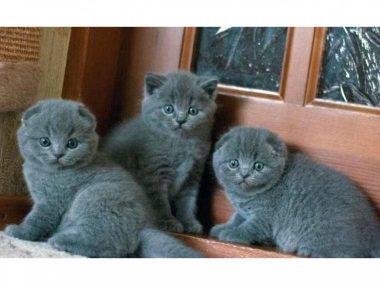 Британские котята вислоухие голубые