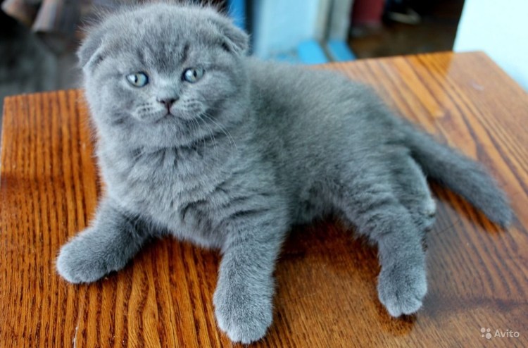 Голубой Солид шотландский вислоухий