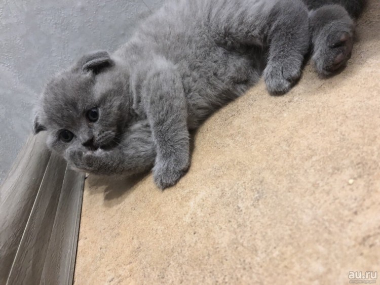 Шотландский вислоухий голубой котенок
