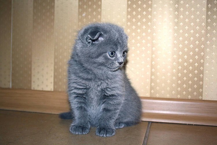 Шотландские вислоухие котята