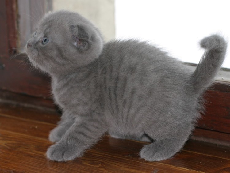 Пепельные шотландцы котята скоттиш
