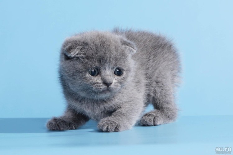 Шотландский вислоухий плюшевый котенок