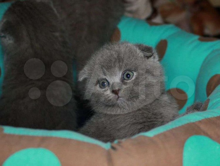 Скоттиш фолд голубой котенок