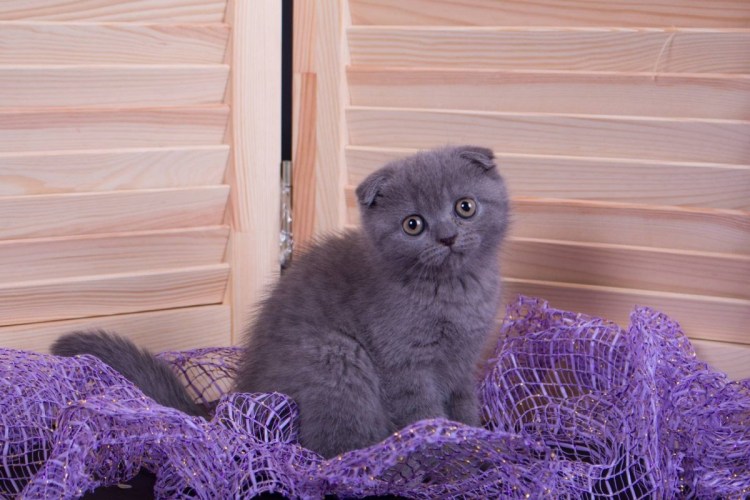 Вислоухие котята шотландцы голубые