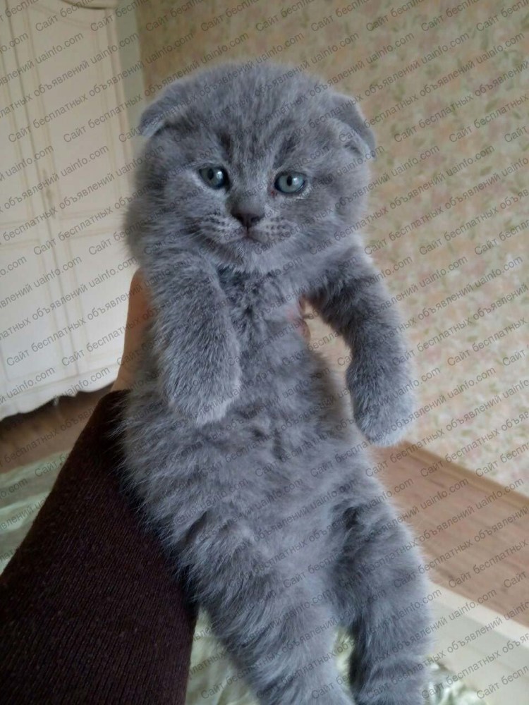 Шотландская вислоухая кошка голубая