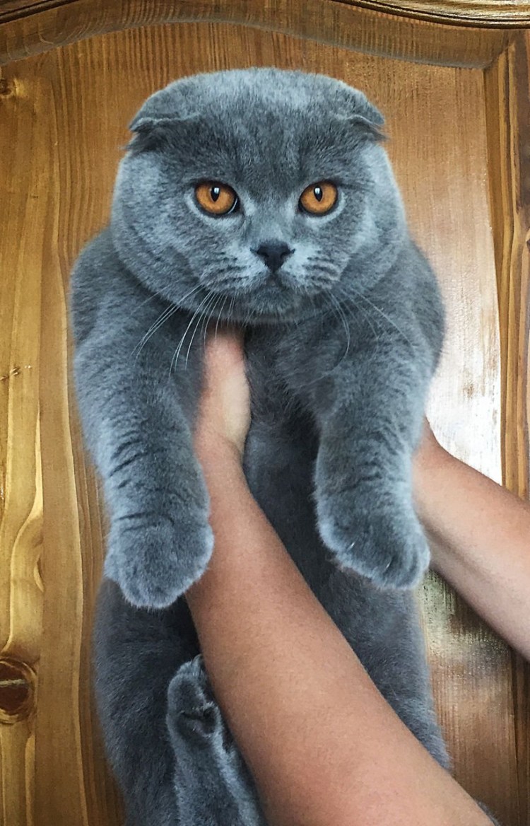 Шотландская вислоухая кошка голубая