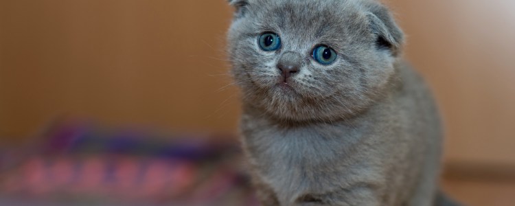 Вислоухий скоттиш фолд Султан