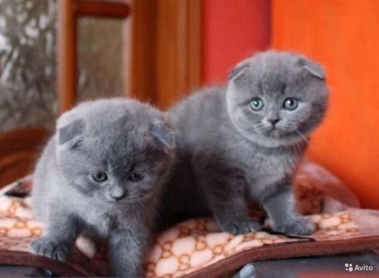 Голубой Солид шотландский вислоухий