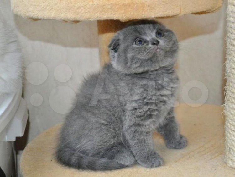 Британский скоттиш фолд