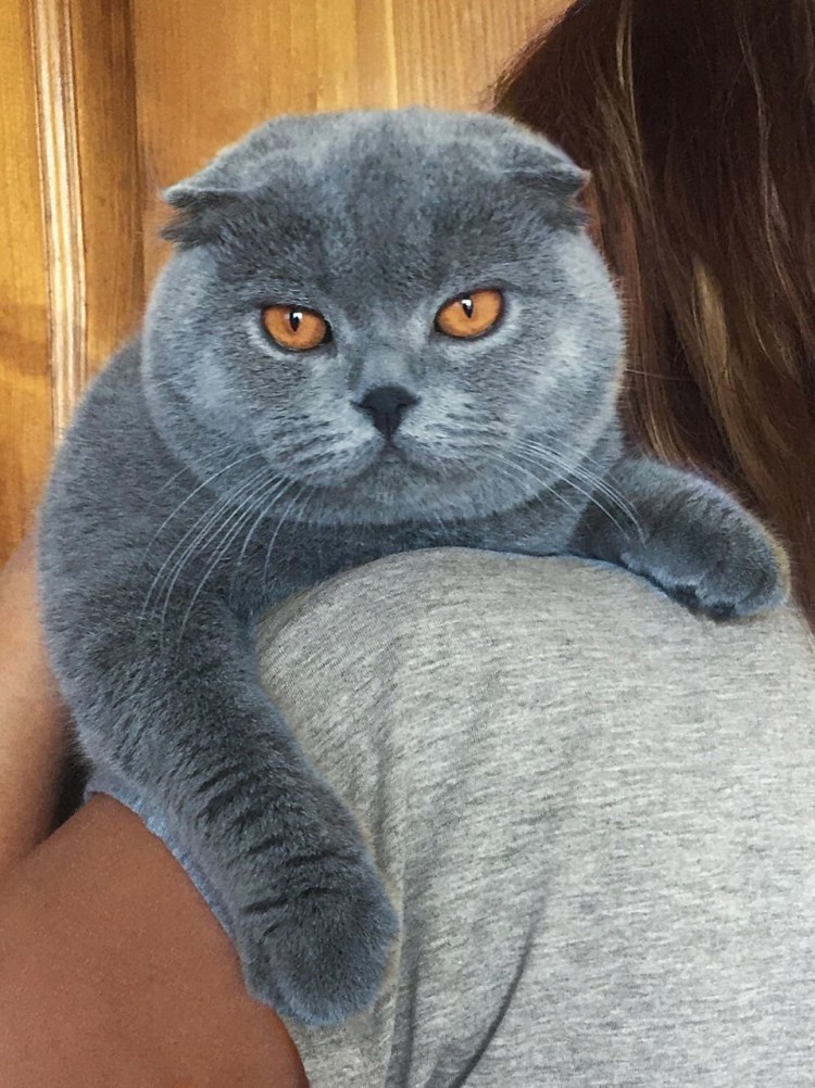 Шотландская вислоухая голубая