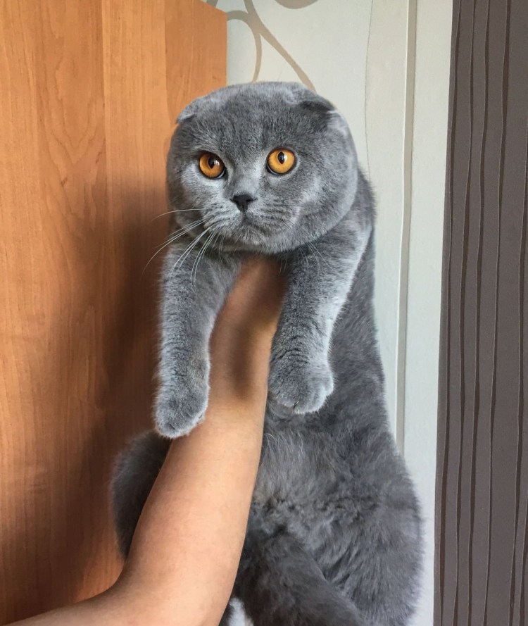 Шотландские вислоухие коты