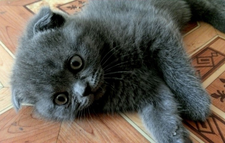 Шотландская вислоухая скоттиш фолд голубоглазый