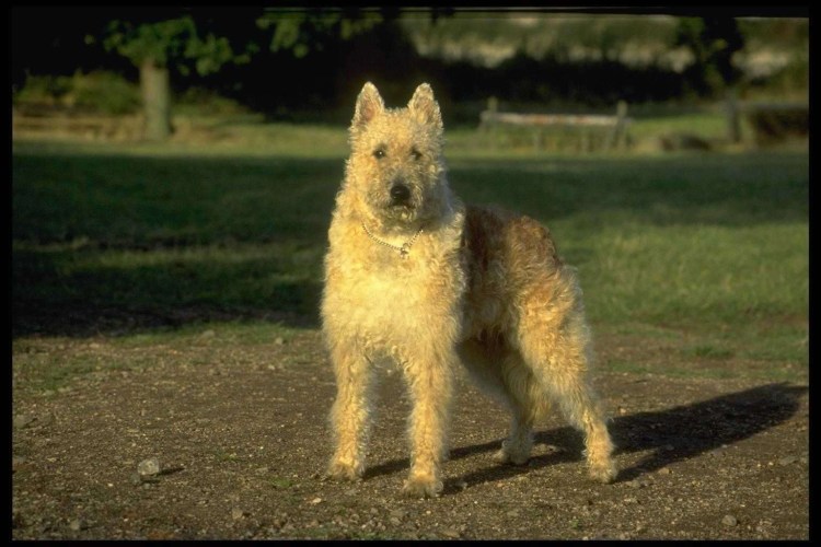 Бельгийская овчарка лакенуа