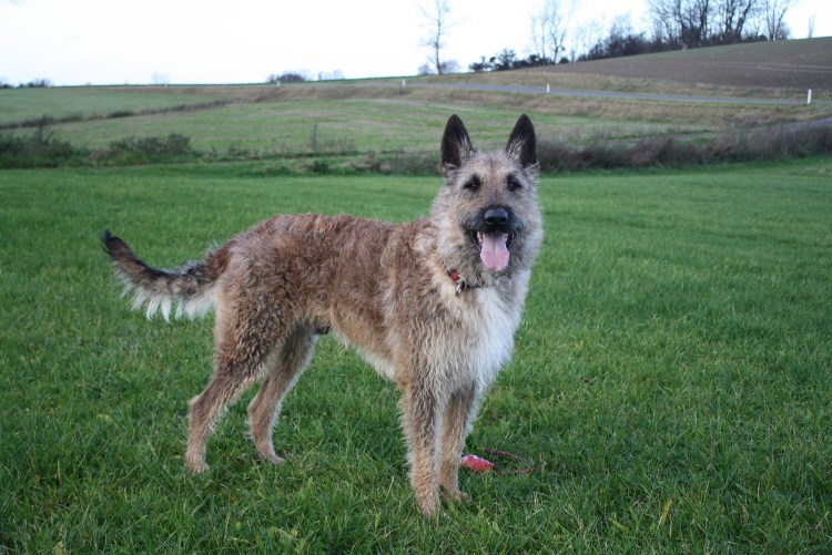 Бельгийская овчарка лакенуа малинуа
