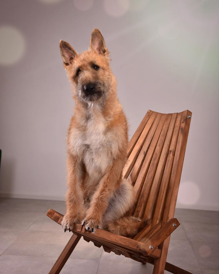 Малинуа лакенуа тервюрен грюнендаль