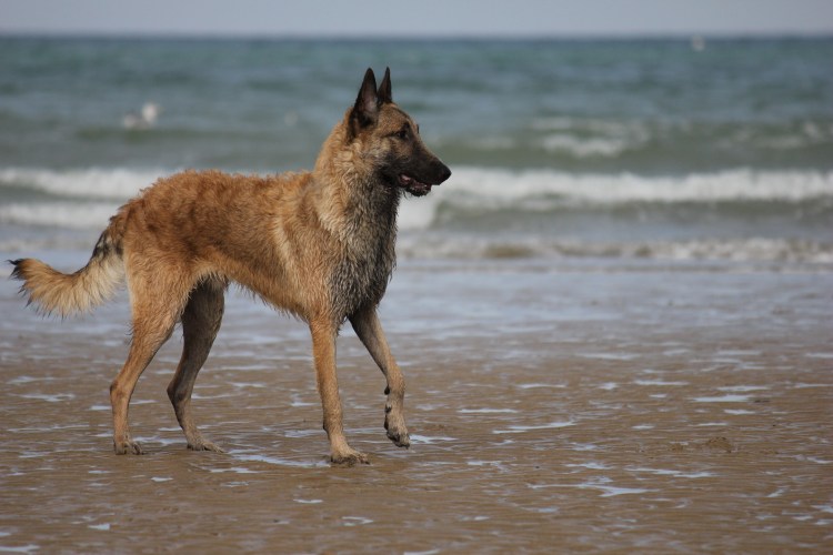 Лакенуа овчарка