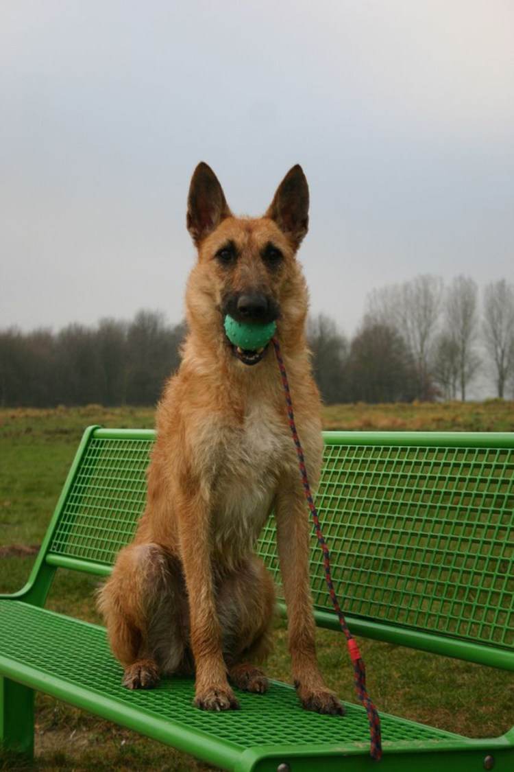 Бельгийская овчарка лакенуа