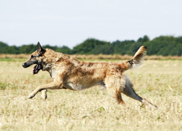Бельгийская овчарка лакенуа